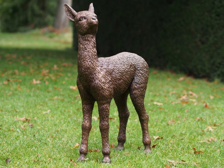 Lifesize bronze sculpture of a baby alpaca (cria)