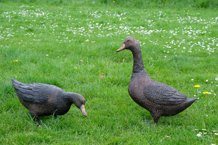 Large bronze pair of duck sculpture