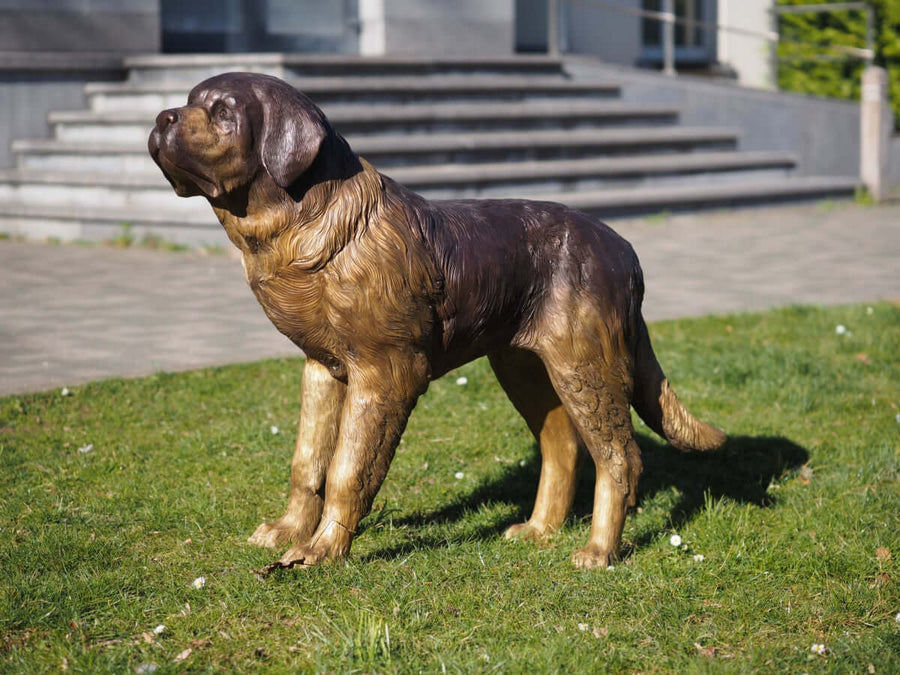 Life-size bronze sculpture of a standing Saint Bernard dog with detailed patina finish, outdoors on grassy area.